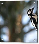 Great Spotted Woodpecker Acrylic Print