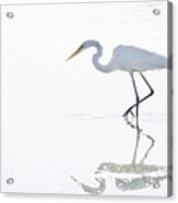 Great White Egret Reflection Acrylic Print