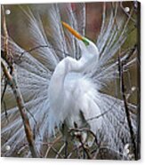 Great White Egret With Breeding Plumage Acrylic Print