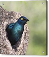 Greater Blue-eared Glossy-starling Acrylic Print