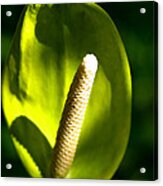 Green Anthurium Acrylic Print