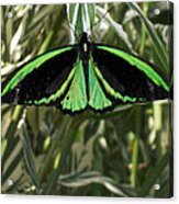 Green Butterfly Acrylic Print