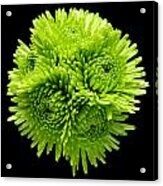 Green Chrysanthemums Still Life Flower Art Poster Acrylic Print