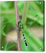 Green Dragonfly Acrylic Print