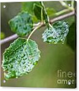 Green Acrylic Print