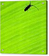 Green Leaf Background With A Bug Acrylic Print