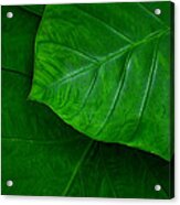 Green Leaves Acrylic Print