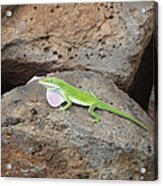Green Lizard Acrylic Print
