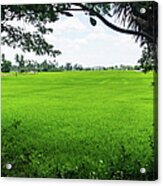 Green Paddy Field Acrylic Print