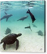 Green Sea Turtles And Sealions Galapagos Acrylic Print