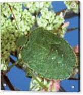 Green Shield Bug Acrylic Print