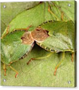 Green Shield Bugs Mating Acrylic Print
