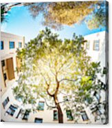 Green Tree Surounded By Residential Houses Acrylic Print