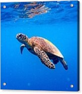 Green Turtle Approaching Water Surface Acrylic Print