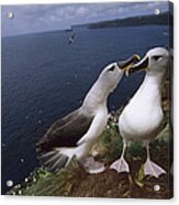 Grey-headed Albatrosses At Nest Site Acrylic Print