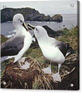 Grey-headed Albatrosses Courting Acrylic Print