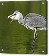 Grey Heron Acrylic Print