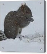Grey Squirrel Acrylic Print