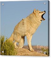 Grey Wolf Howling Acrylic Print