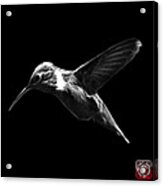 Greyscale Hummingbird - 2054 F Acrylic Print