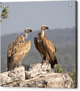 Griffon Vulture Pair Extremadura Spain Acrylic Print