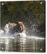 Grizzly Attack Acrylic Print