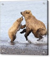 Grizzly Bear Mother Playing Acrylic Print