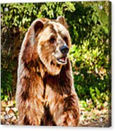 Grizzly Bear - Painterly Acrylic Print