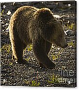 Grizzly Bear-signed-#4429 Acrylic Print