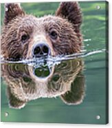 Grizzly Bear Ursus Arctos Horribilis Acrylic Print