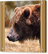 Grizzly Bear Wildlife Christmas Cards Acrylic Print
