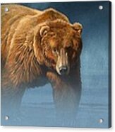 Grizzly Encounter Acrylic Print
