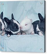 Group Of Four Newborn Baby Bunnies Acrylic Print