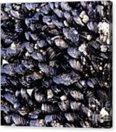 Group Of Mussels Close Up Acrylic Print