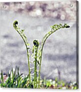 Growing Acrylic Print