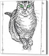 Guinness The Cat Acrylic Print