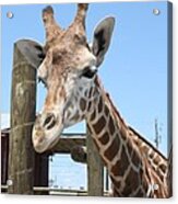 Gulf Breeze Giraffe Acrylic Print