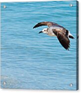 Gull At Lido Beach Iii Acrylic Print