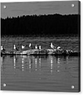 Gull Gathering Acrylic Print