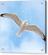 Gull In The Clouds Acrylic Print