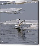 Gull Standing On Thin Ice Acrylic Print