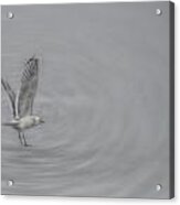 Gull Vortex Acrylic Print