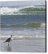 Gull With Parallel Waves Acrylic Print