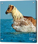Haflinger Horse Acrylic Print