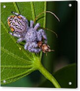 Hairy White Spider Eating A Bug Acrylic Print