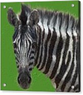 Hairy Zebra Acrylic Print