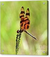 Halloween Pennant Acrylic Print