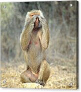 Hamadryas Baboon Acrylic Print