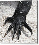 Hand Of A Marine Iguana Acrylic Print