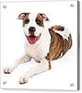 Happy American Staffordshire Terrier Dog Laying Acrylic Print